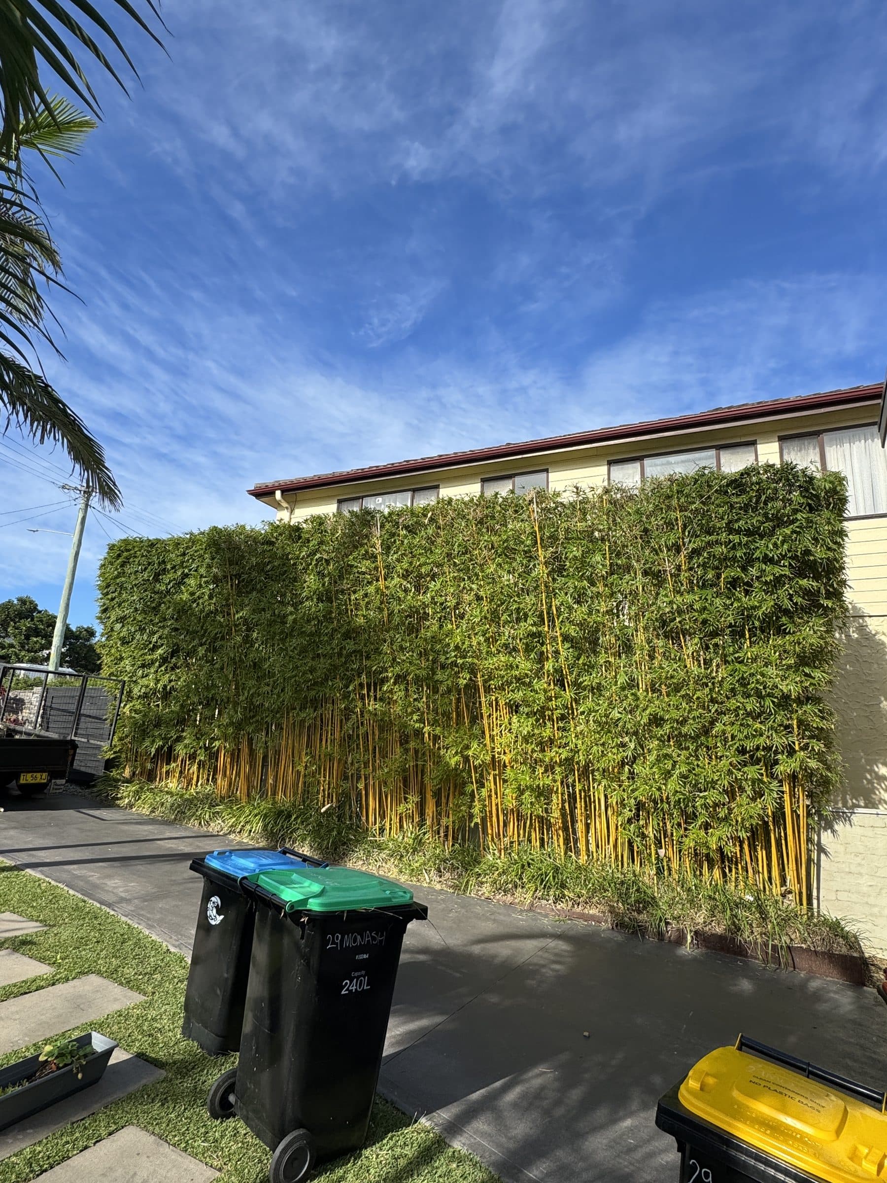 A tall bamboo screen trimmed neatly along a driveway