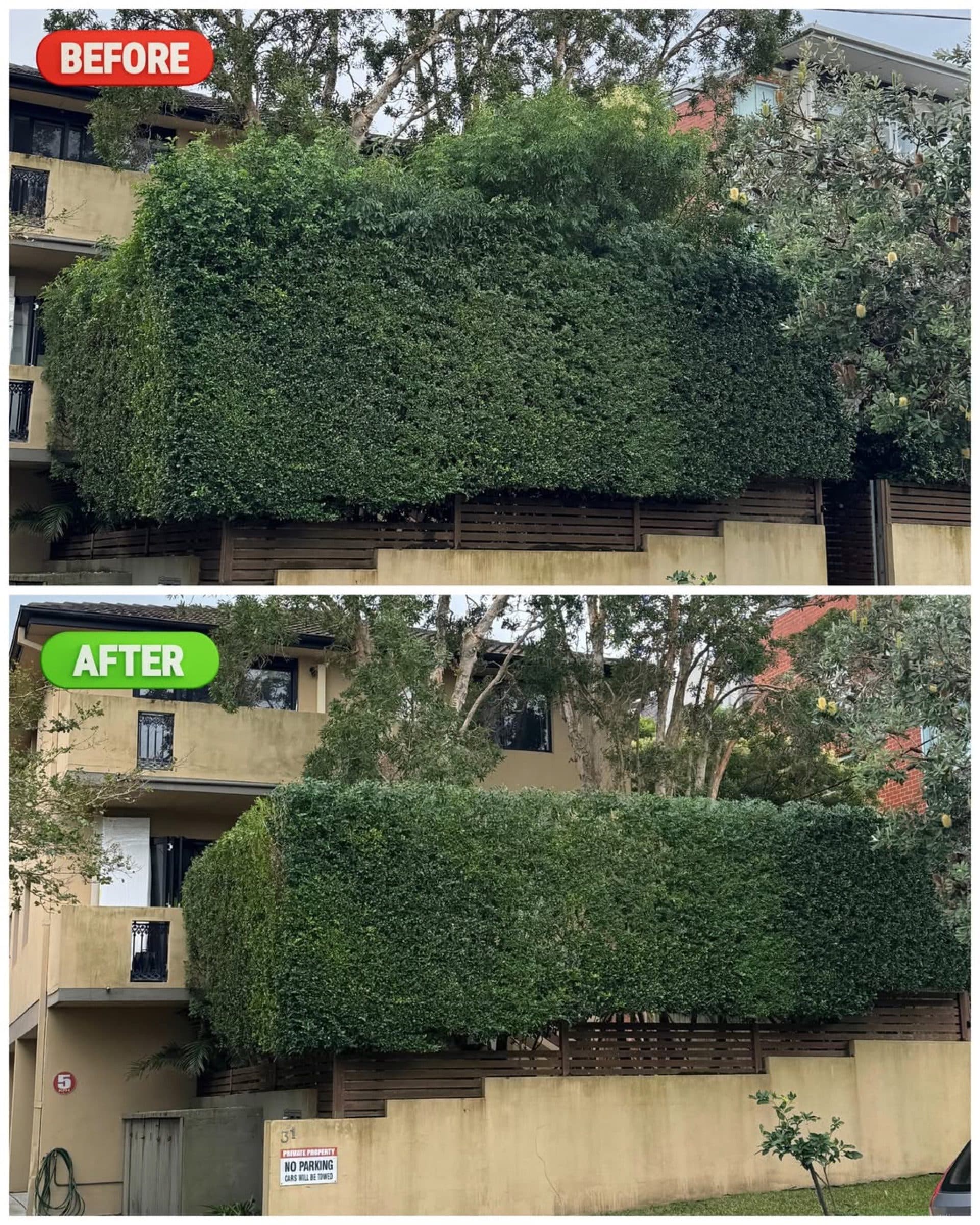 A bulky hedge before and after, clipped down to a sharp block