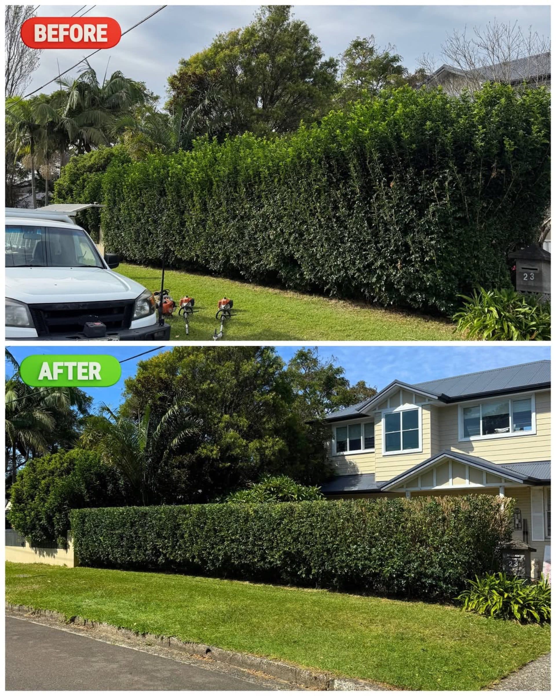 A leggy street hedge before and after, trimmed back to sharp lines